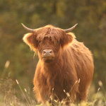 ...moo...