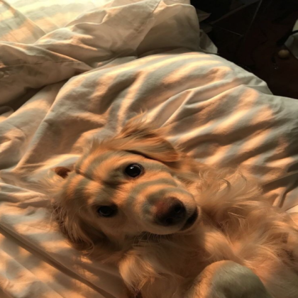aesthetic dog Roblox decal