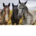 -Northern Horse Riders-