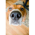 The Beagle fan Group