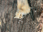 Foxlus