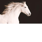 Royal Diamond Riding Academy