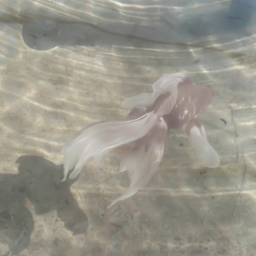 ❀ ༄ ༉‧˚.