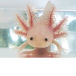 axolotl wobble