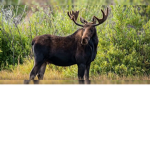 moose gang booga booga