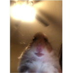 HAMMY HAMMY HAMMY HAMSTER