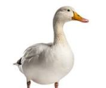 Duckies123