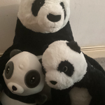 Panda are so cute