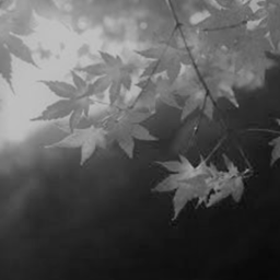 AMO - Memorial
