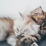 Kat's Little Kittens