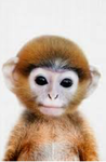 My Monkey community