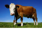 Mooooooo group