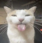 Friends_CatLove