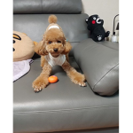 The Cool Puppy Squad