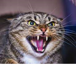 Cat Rage Run