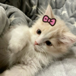 livina