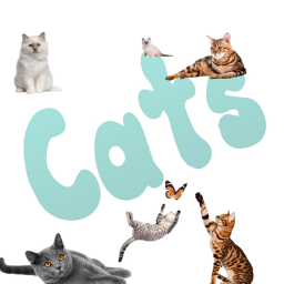 Cats! Hangout Place