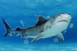 Shark Worshipping Club