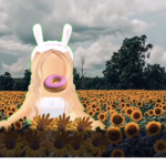 sunflower donuts