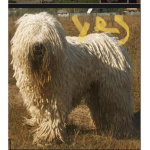 Bob the dog