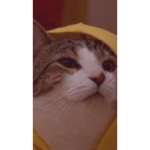 «ʙᴏʙᴀ ᴛᴇᴀ ᴛɪᴍᴇ»
