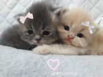 Cute paws!!