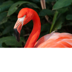 *-! Flamingo Hotel !-*
