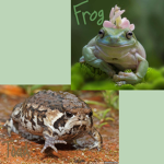 Frogss and Toadss