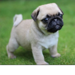 THE PUGS!!!!!