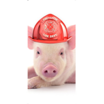 !porky group!