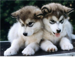 Husky Fans