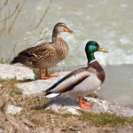 Ducks.love