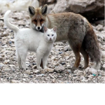 Cats and foxes are super cute