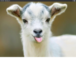 The goat squad1234