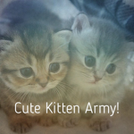 Cute Kitten Army!