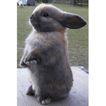 Bunny army for life