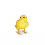 Chickennn