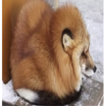 Plompy Appreciation Group