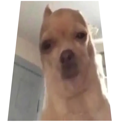 Singing Dog Meme Cape