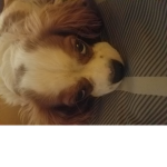 Beefy taco