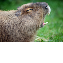 Survive The killer Capybaras:3