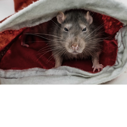 Rats United Memorial