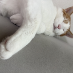 seran's cat