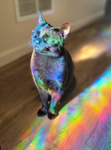 Galaxy meows.