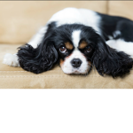 Puppies # life ,we are puppies