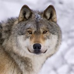 WolfPlayzYT Official Fan Group
