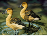 Duck Duo <3