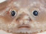 Bony Fishes