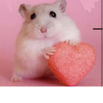 Sweet hamster’s