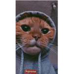ICI C LA TEAM DES CHATS
